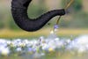 Elephant trunk gripping flowers from water