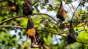 Why fruit bats can eat tons of sugar without getting diabetes