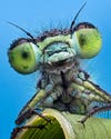 Close up of damselfly