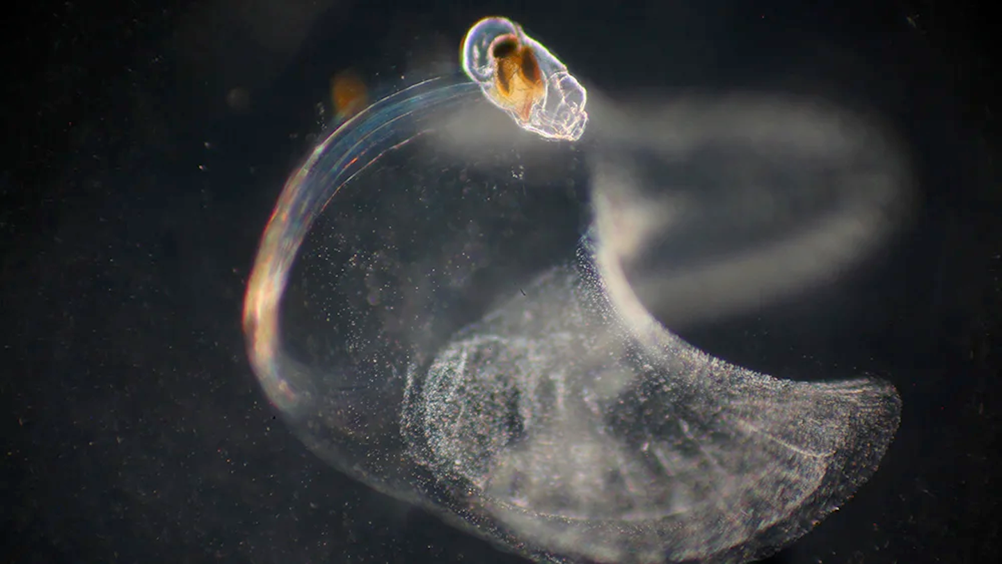 Microscopic view of Oikopleura dioica